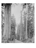 Cedar Trees  Clearwater  WA  1936