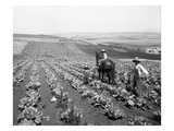 Man and Two Boys Plowing in Cabbage Field  1916