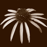 Cone Flower Duotone