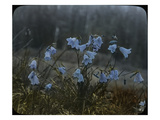Bluebells  Olympic Peninsula  Low Divide  ca 1924