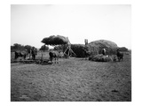 Stacking Hay  Ellensburg  1916