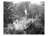 Apple Harvest  Yakima Valley  1915