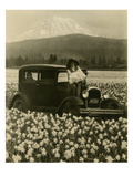 Daffodil Field  Automobile and Mount Rainier  ca 1929