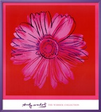 Daisy  c1982 (Crimson and Pink)