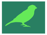 Light Green Bird