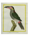 Grey-Breasted Mountain Toucan