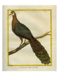 Green Peacock