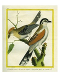 Black-Crowned Tchagra and Black-Crested Antshrike