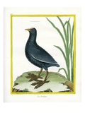 Coot