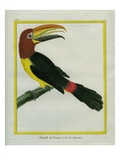 Female Green Aracari