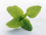 Mint Leaves