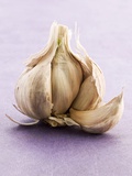 Garlic Bulb