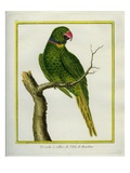 Emerald-Collared Parakeet