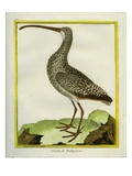 Curlew Sandpiper