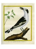 Common Fiscal Shrike
