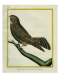 White-Tailed Nightjar