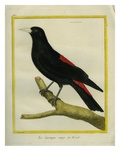 Le Cassique Rouge Du Brésil