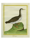 Yellow-Billed Loon