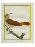 Rufous Hornero