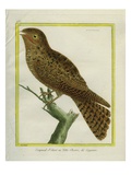 Cayenne Nightjar