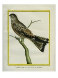 Roraiman Nightjar