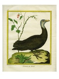 Brazilian Vulture