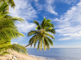 Hanging Palm Tree  Holloways Beach  nr Cairns  Queensland  Australia