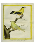 Atlantic Canary and American Goldfinch