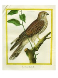 Female Kestrel