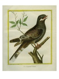 Nightjar