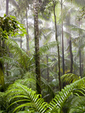 Rainforest  Eungella National Park  nr Mackay  Australia
