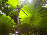 Fan Palm in the Daintree Rainforest  North Queensland  Australia