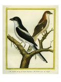 Magpie Shrike and Red-Backed Shrike