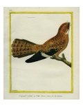 Todd's Nightjar