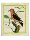 Crossbill