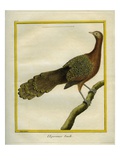 Green Peahen