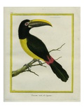 Green Aracari