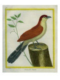 African Cuckoo