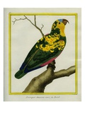 Amazon Perroquet  Brazilian Variety