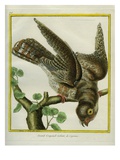 Cayenne Nightjar