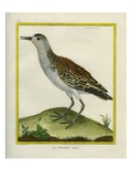 Variegated Common Redshank