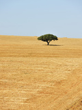 Holm Oak in the Vast Plains of Alentejo  Portugal