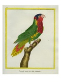 Red-Breasted Parakeet
