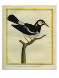 Pied Starling