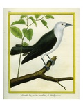 White-Bellied Cuckooshrike