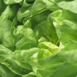 Lettuce