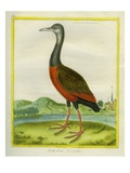 Common Gallinule