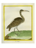 Whimbrel