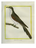 Yellow-Billed Cuckoo