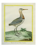 African Snipe